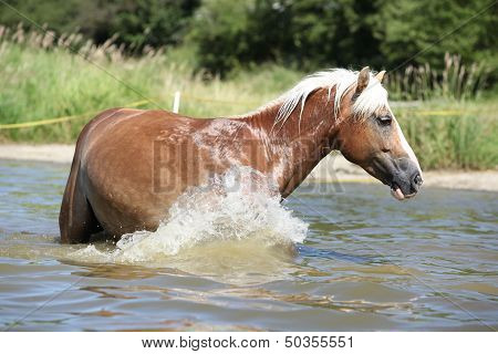 Young Haflinger Playing In The Water
