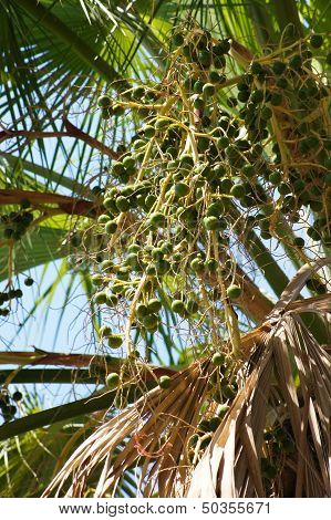Palm Tree