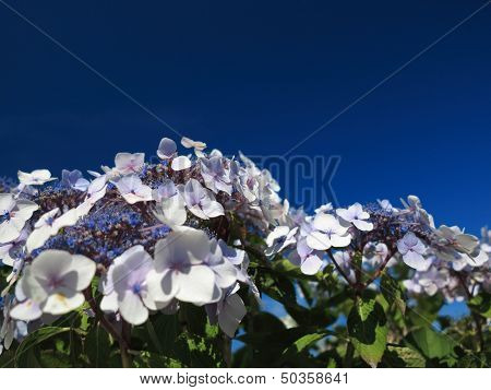 Hydrangea Aspera Macrophylla Hortensia Flowers