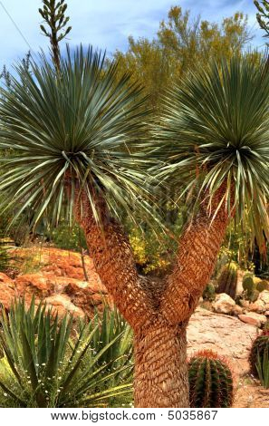 Yucca-Cactus