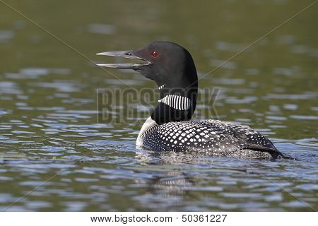 Common Loon Calling To Its Mate