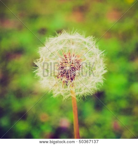 Retro Look Dandelion Picture