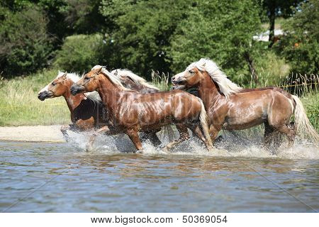 Batch Of Haflingers Running In The Wather