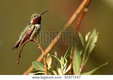 Hummingbird Perched