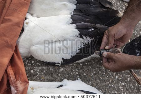 Equipping Storks With Gps
