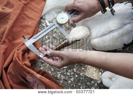 Equipping Storks With Gps