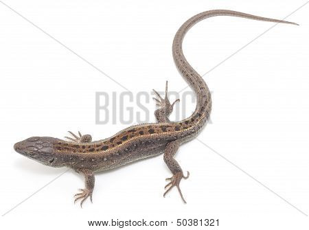 Lizard