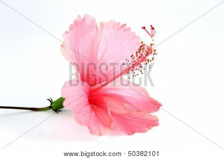 Hibiscus Rosasinensis