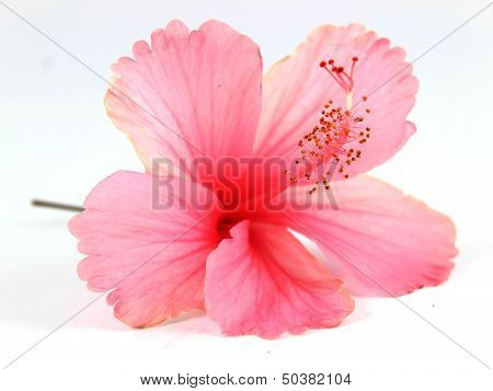 Hibiscus Rosasinensis