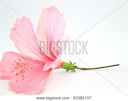 Hibiscus Rosasinensis