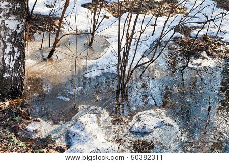 Bush In Puddle Of Melted Snow