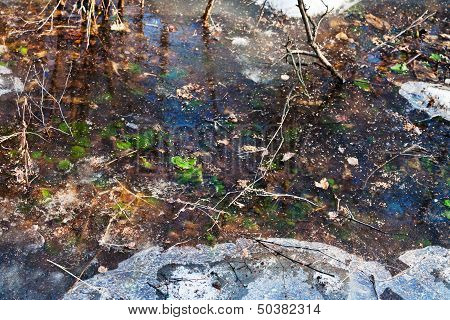 Frozen Puddle In Forest