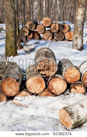 Stacks Of Firewoods In Spring Forest