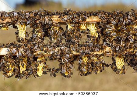 Bees