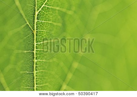 Fresh dreen leaf texture macro close-up