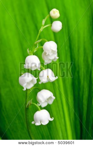 Smukke Lily-of-the-valley blomst