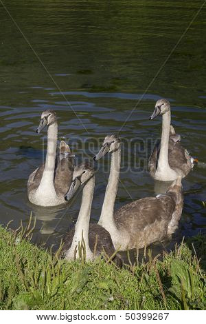 Young swans