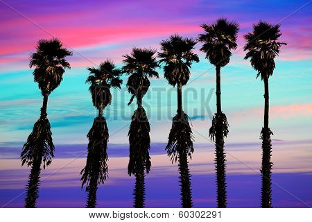 california sunset palm trees washingtonia western surf flavour in US