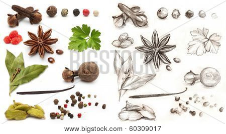 Different spices and herbs isolated on white background and hand drawing