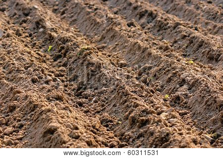 Arable field