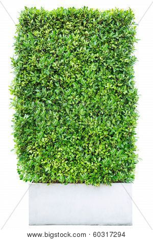 small rectangle bush in a concrete pot