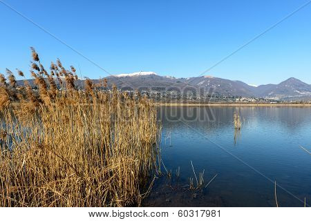 Cane Thicket On Lake Alserio  (north Italy)