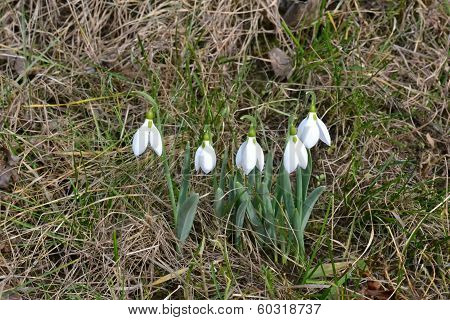 Spring