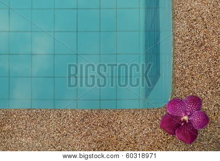 Orchid On Edge Of Pool