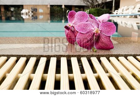 Orchid On Edge Of  Pool