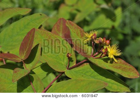 Dziurawiec - Hypericum androsaenum