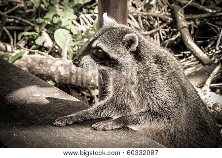 Raccoon reaching up