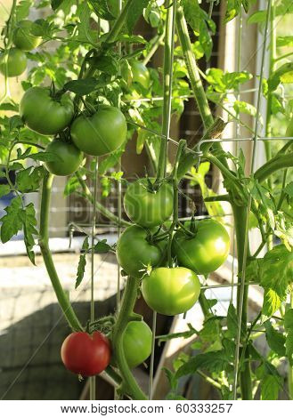 Tomato Plant