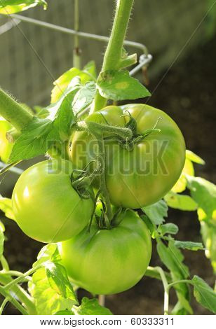 Tomato Plant