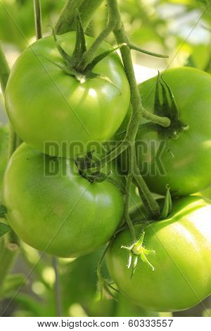 Tomato Plant