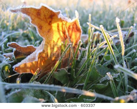 Frosty Yellow Leaf