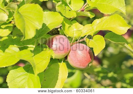 Fresh Organic Apples