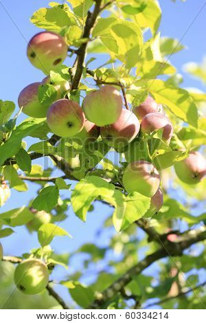 Fresh Organic Apples