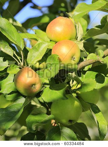 Fresh Organic Apple