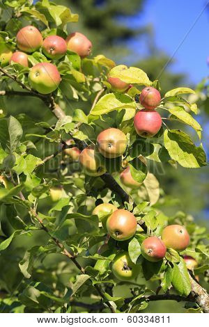 Fresh Organic Apple