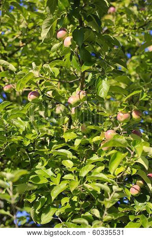 Apple Tree