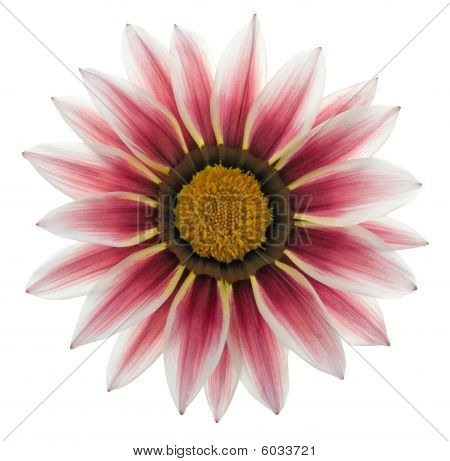 Gazania