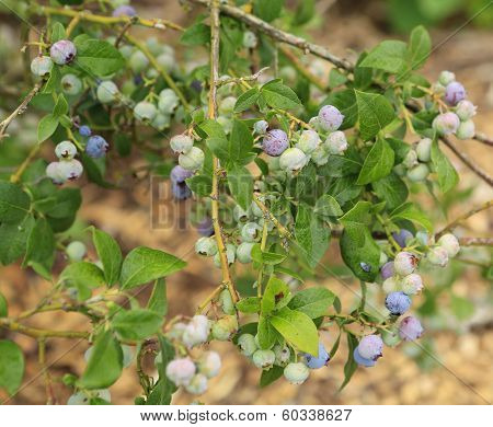 Close Up View Of Young Blueberries