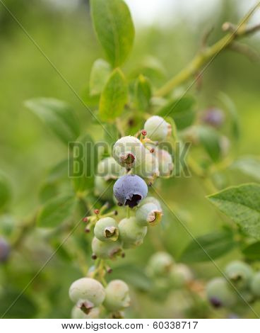 Close Up View Of Young Blueberries