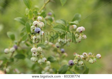 Close Up View Of Young Blueberries