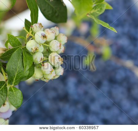 Close Up View Of Young Blueberries