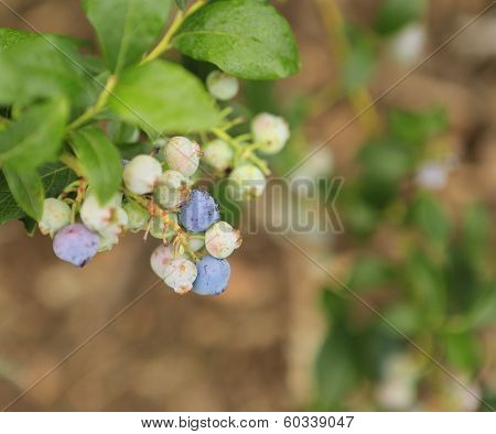 Close Up View Of Young Blueberries