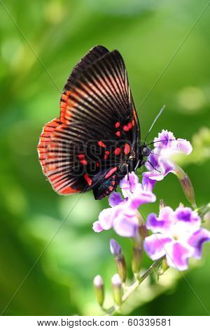 Black and red butterfly collecting pollen