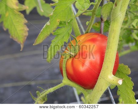 Tomato Plant