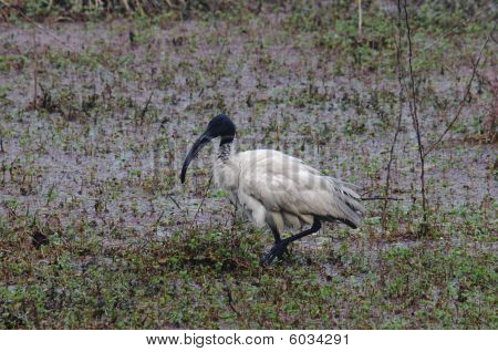 Ibis dalla testa nera