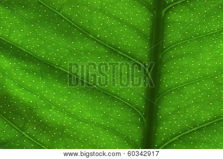 Green Leaf Texture